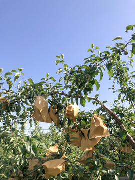 苹果树套袋
