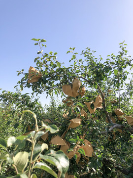 苹果树套袋