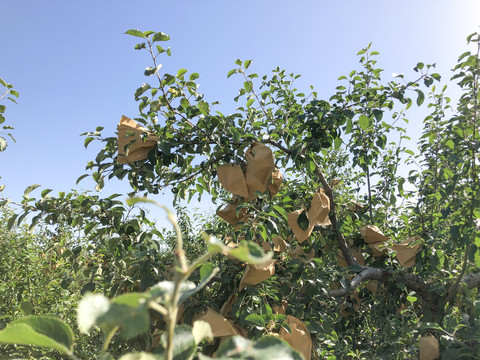 苹果树套袋