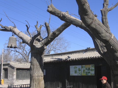 冉庄地道战大槐树