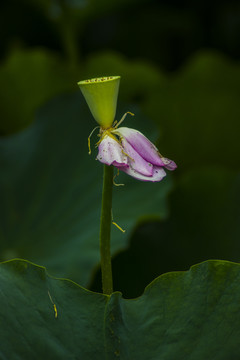 荷花
