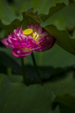 荷花