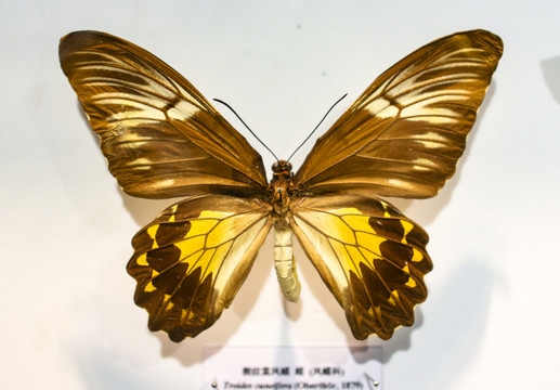 蝴蝶标本