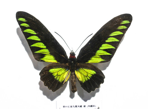 蝴蝶标本