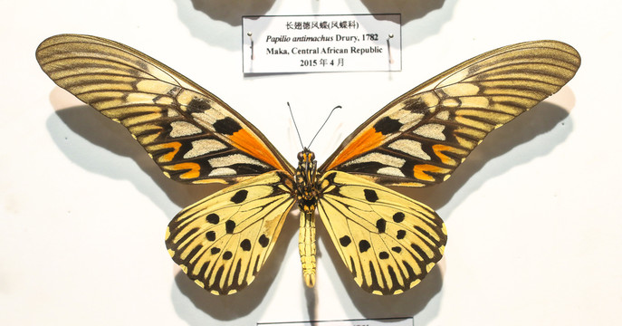 蝴蝶标本