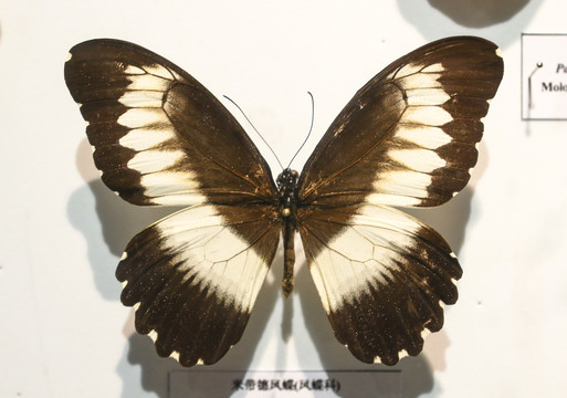 蝴蝶标本