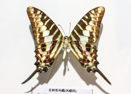 蝴蝶标本
