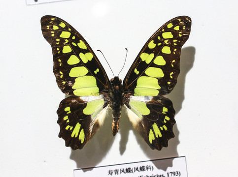 蝴蝶标本
