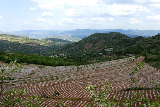 烟田