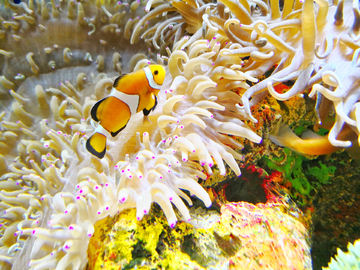 小丑鱼  海葵  海底世界