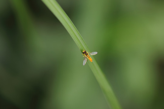 红眼蜂