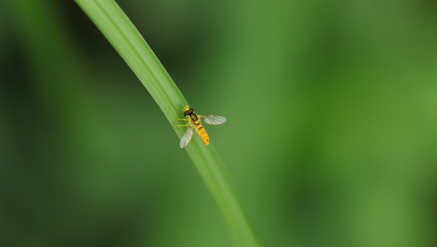 野蜂高清