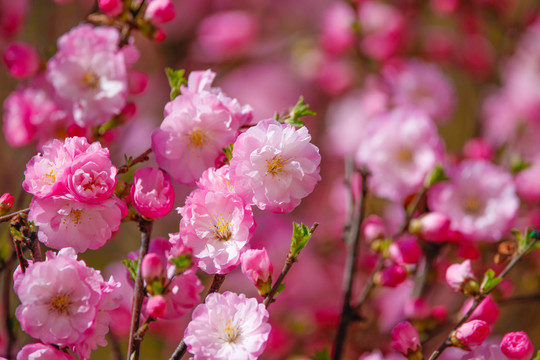 春暖花开春意春意盎然春天