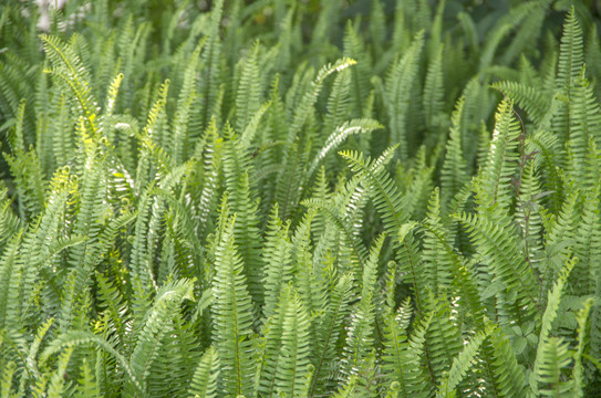 绿色植物