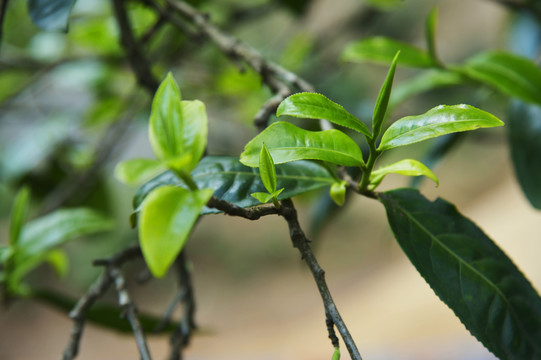 鲜嫩茶叶