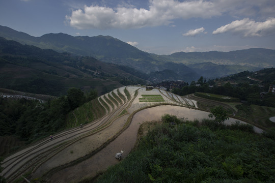 龙脊梯田