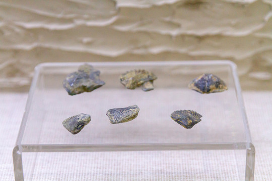 三叠纪化石菊石
