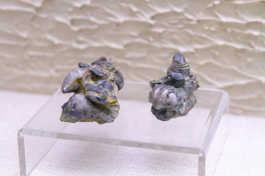 三叠纪化石双壳类