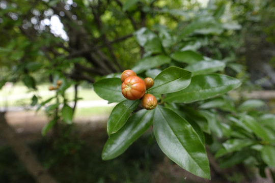 石榴花