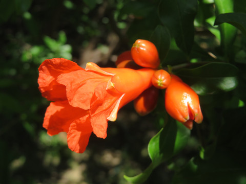 石榴花