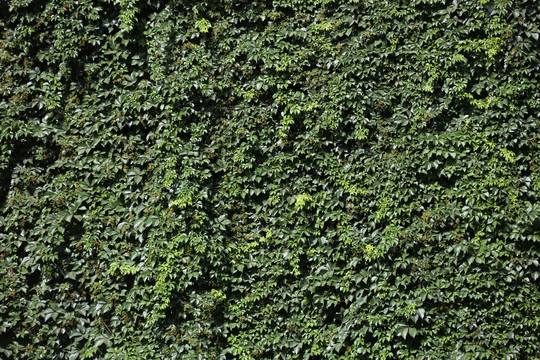 高清绿植墙