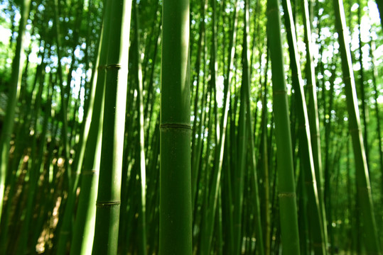 绿竹图片竹林子