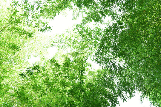 绿竹图片竹林子