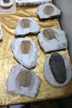 三纹虫化石