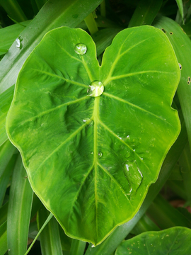 芋头叶露水