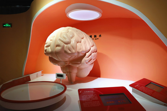 人体大脑模型展示