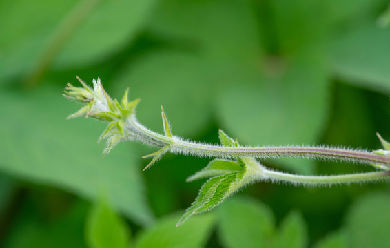 绿叶小草