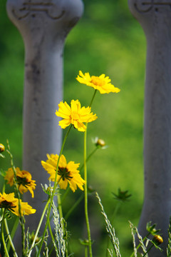 雏菊