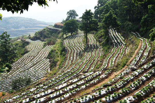 山乡梯田