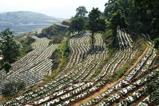 山乡梯田