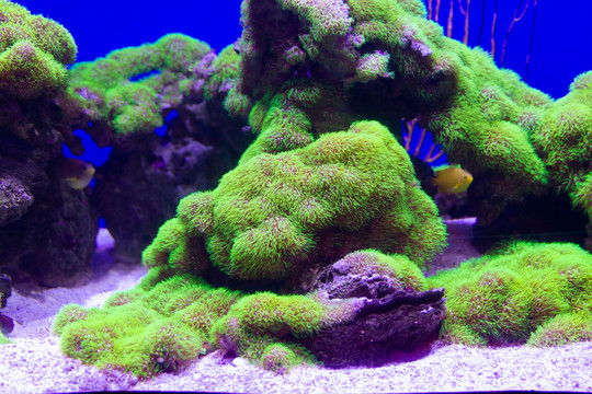 草皮珊瑚