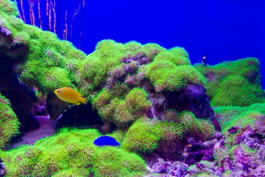 草皮珊瑚