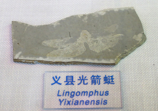 义县光箭蜓化石