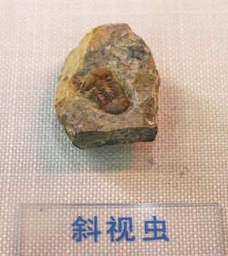 斜视虫化石