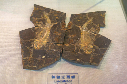 钟健辽西螈