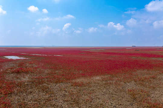 红海滩