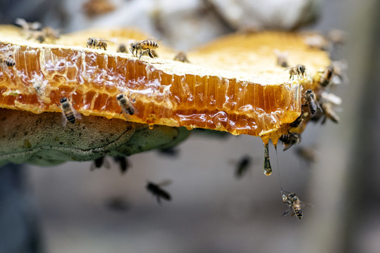 蜜蜂蜂蜜中蜂