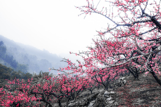 桃花古村