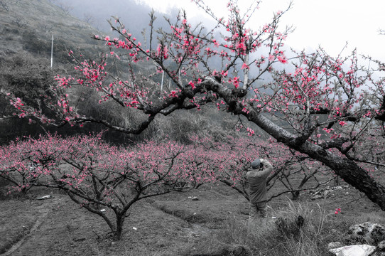 桃花古村