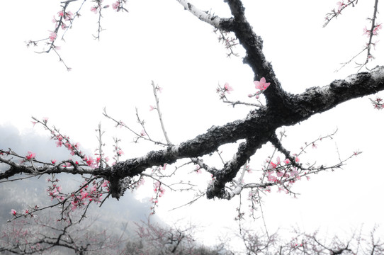 桃花古村