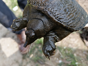 野生甲鱼