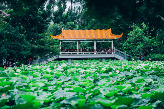 洪湖公园