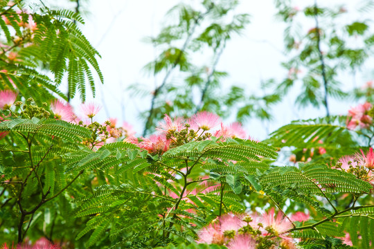 芙蓉树