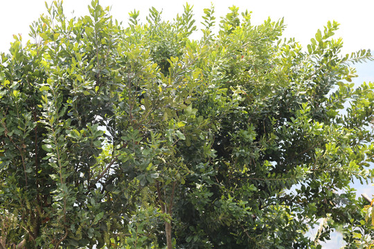 澳洲坚果树