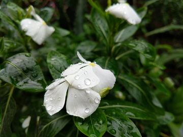 长春花