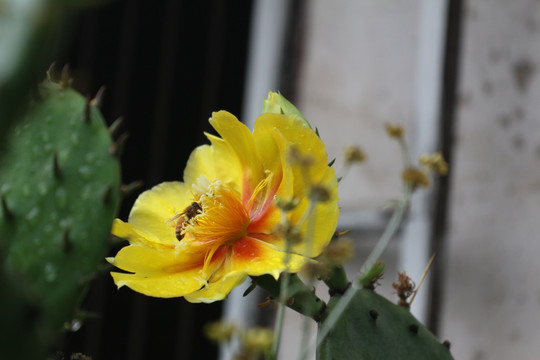 仙人掌开花蜜蜂采蜜